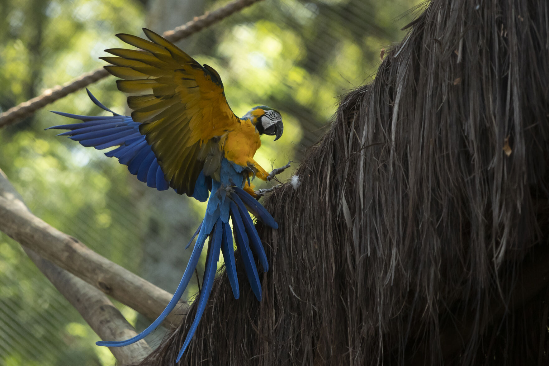 Brazil Rio Macaw Love